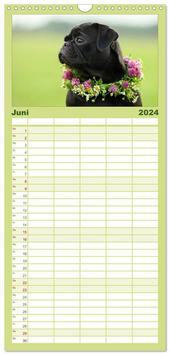 Der MOPS-Kalender (CALVENDO Familienplaner 2024)