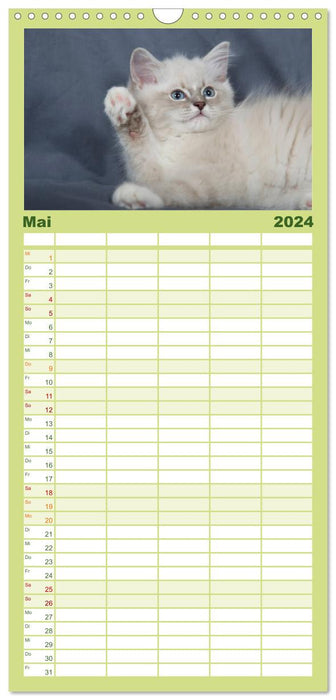 Ragdoll Kitten (CALVENDO Familienplaner 2024)