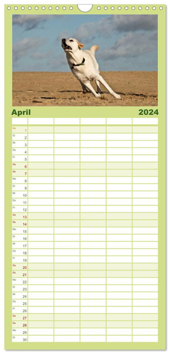 Labrador Retriever 2024 (Planificateur familial CALVENDO 2024) 