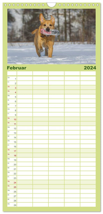 Labrador Retriever 2024 (Planificateur familial CALVENDO 2024) 