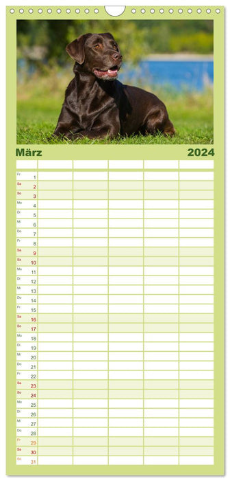 Labrador Retriever 2024 (CALVENDO Familienplaner 2024)