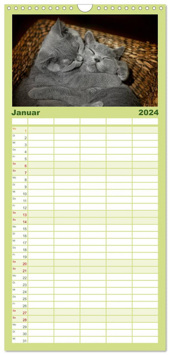 Tigres câlins barbus - British Shorthair (Agenda familial CALVENDO 2024) 