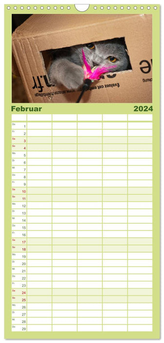 Tigres câlins barbus - British Shorthair (Agenda familial CALVENDO 2024) 