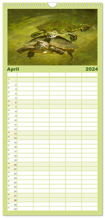 La vie des tortues (Agenda familial CALVENDO 2024) 