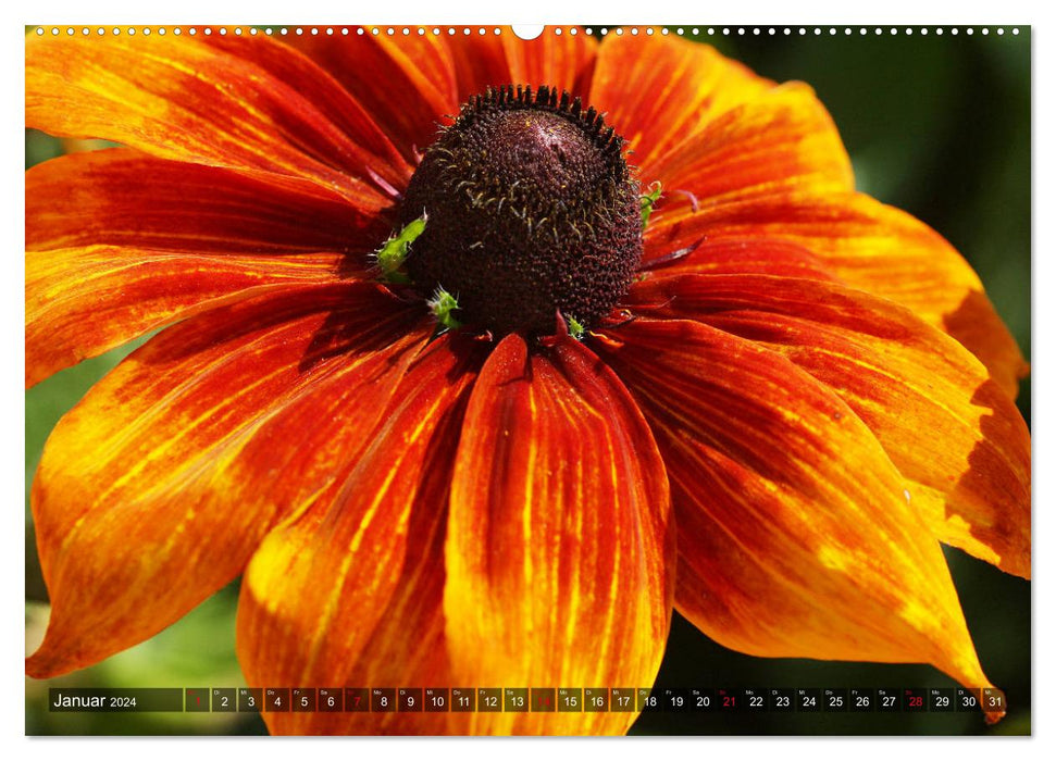 Échinacée dans le jardin (Calendrier mural CALVENDO 2024) 