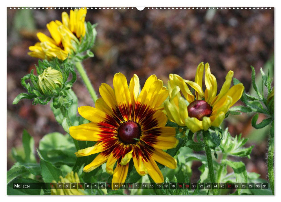 Sonnenhut im Garten (CALVENDO Wandkalender 2024)