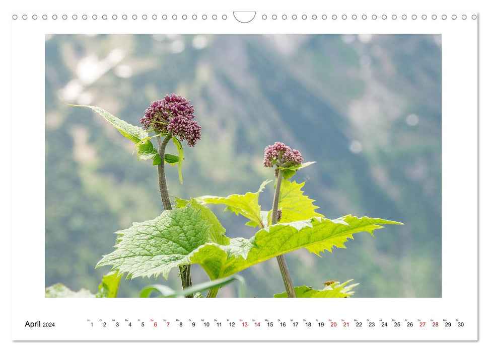 Merveilles naturelles des montagnes du Fellhorn et du Hörnergruppe (calendrier mural CALVENDO 2024) 