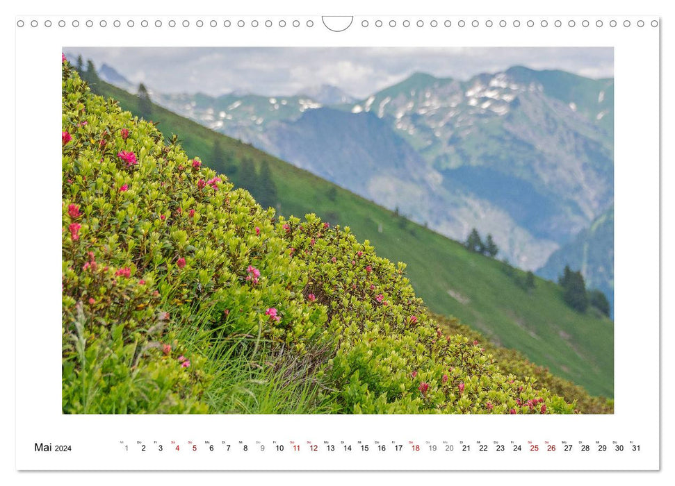 Merveilles naturelles des montagnes du Fellhorn et du Hörnergruppe (calendrier mural CALVENDO 2024) 