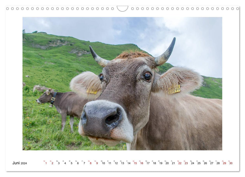 Naturwunder Bergwelt Fellhorn und Hörnergruppe (CALVENDO Wandkalender 2024)