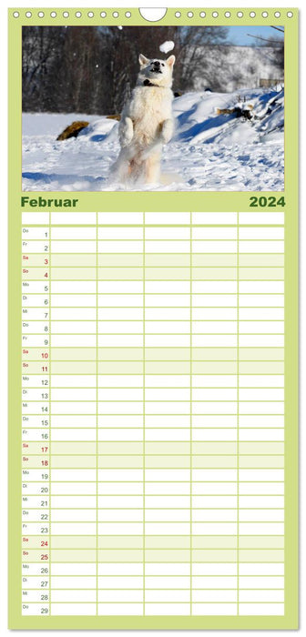 Weißer Schweizer Schäferhund (CALVENDO Familienplaner 2024)