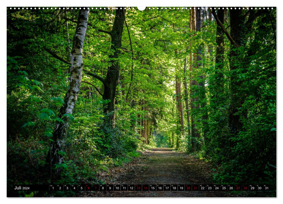 Chemins du bonheur simple - balades en forêt (Calendrier mural CALVENDO Premium 2024) 