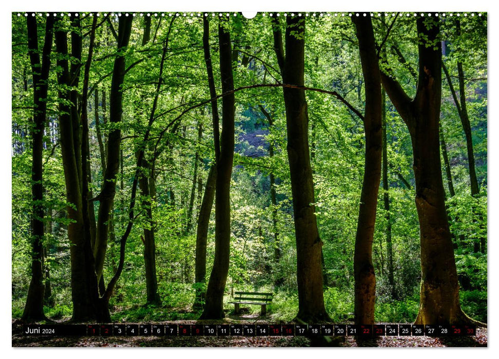 Wege des einfachen Glücks - Spaziergänge im Wald (CALVENDO Wandkalender 2024)