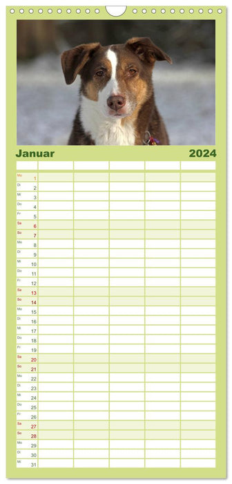 Fascination pour les chiens (Agenda familial CALVENDO 2024) 