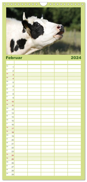 Des vaches heureuses (Agenda familial CALVENDO 2024) 