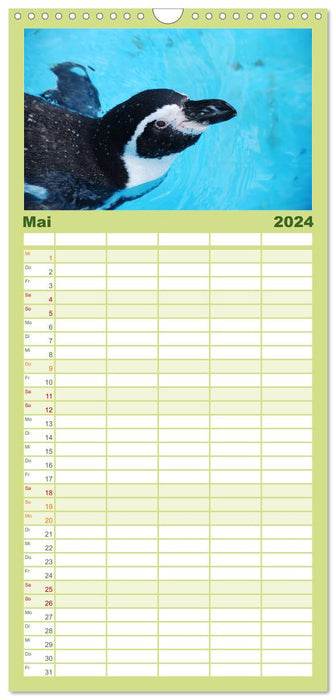 Pinguine 2024 (CALVENDO Familienplaner 2024)