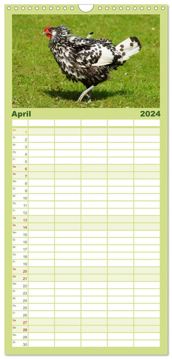 Troupeau de poules colorées (Agenda familial CALVENDO 2024) 