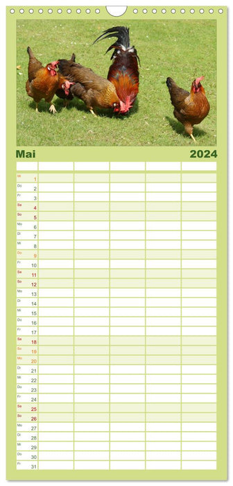 Troupeau de poules colorées (Agenda familial CALVENDO 2024) 
