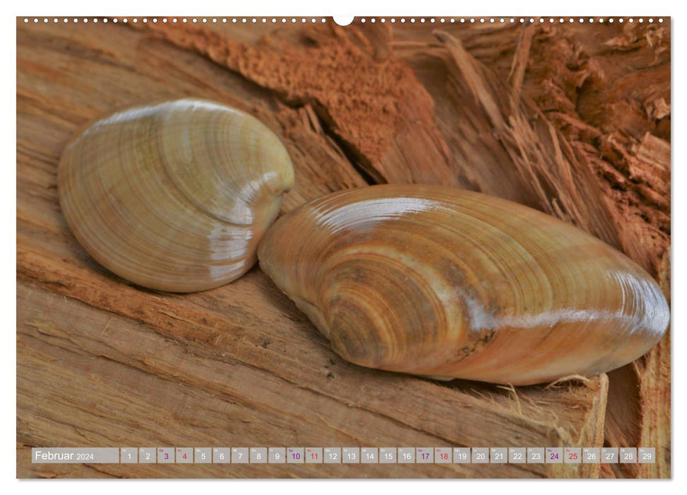 Häuser der Meere: Muscheln - Seeigel - Schnecken (CALVENDO Premium Wandkalender 2024)