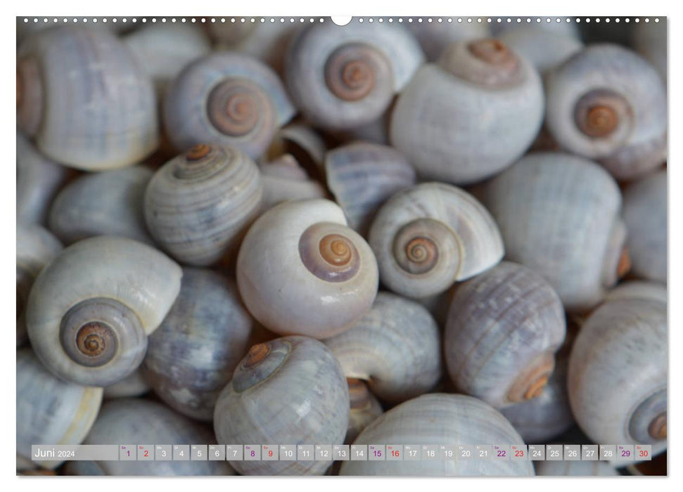 Häuser der Meere: Muscheln - Seeigel - Schnecken (CALVENDO Premium Wandkalender 2024)