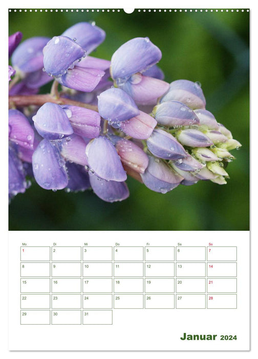 Lupinensommer (CALVENDO Premium Wandkalender 2024)