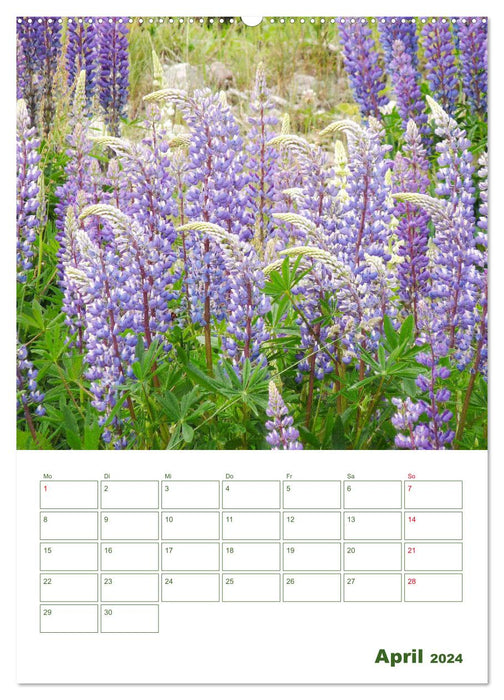 Lupinensommer (CALVENDO Premium Wandkalender 2024)