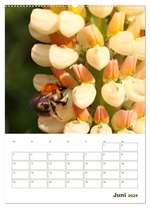 Lupinensommer (CALVENDO Premium Wandkalender 2024)