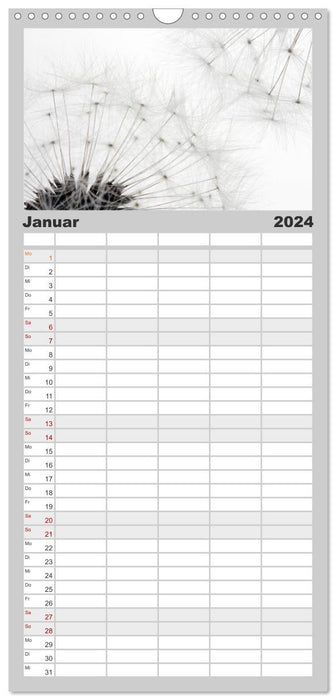 Pissenlits en filigrane / calendrier d'anniversaire (agenda familial CALVENDO 2024) 