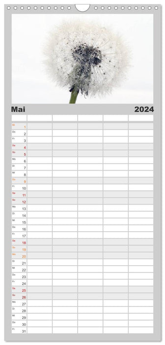 Filigrane Pusteblumen / Geburtstagskalender (CALVENDO Familienplaner 2024)