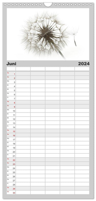 Pissenlits en filigrane / calendrier d'anniversaire (agenda familial CALVENDO 2024) 
