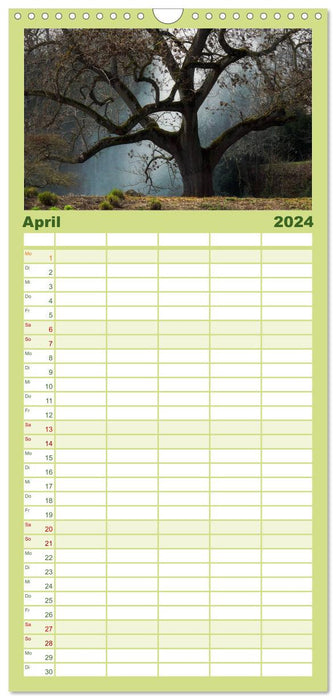 Portraits d'arbres 2024 (Agenda familial CALVENDO 2024) 