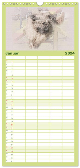 Französische Hirtenhunde 2024 (CALVENDO Familienplaner 2024)