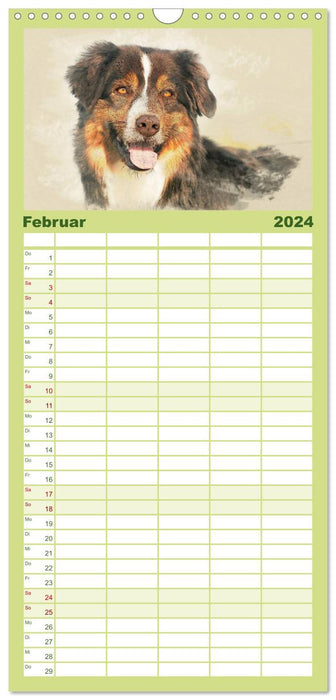 Australian Shepherds 2024 (CALVENDO Familienplaner 2024)