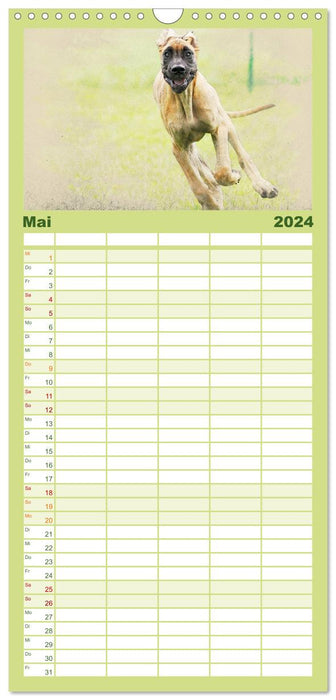 Chiots chiens 2024 (Agenda familial CALVENDO 2024) 