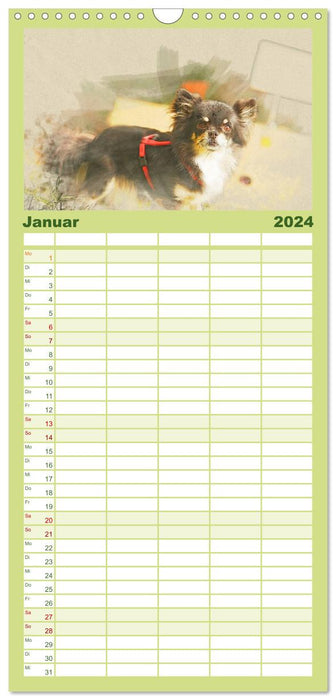 Chihuahuas 2024 (Planificateur familial CALVENDO 2024) 