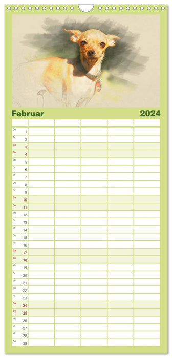 Chihuahuas 2024 (Planificateur familial CALVENDO 2024) 