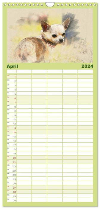 Chihuahuas 2024 (CALVENDO Familienplaner 2024)