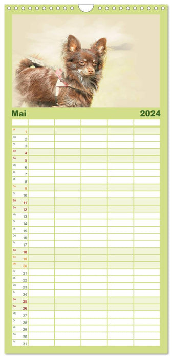 Chihuahuas 2024 (CALVENDO Familienplaner 2024)