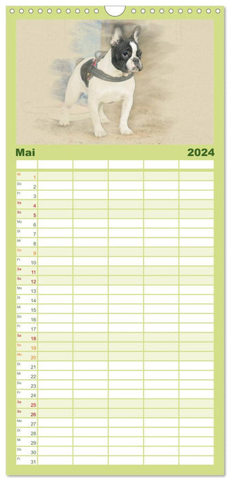 Französische Bulldoggen 2024 (CALVENDO Familienplaner 2024)