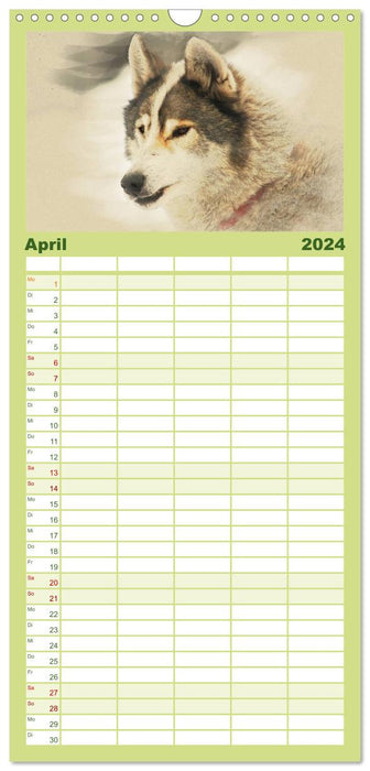 Schlittenhunde 2024 (CALVENDO Familienplaner 2024)