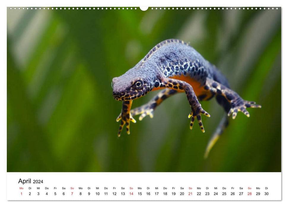 Unsere heimische Tierwelt (CALVENDO Premium Wandkalender 2024)