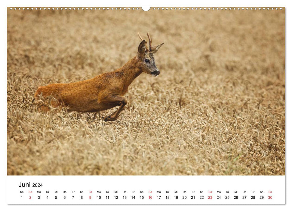 Unsere heimische Tierwelt (CALVENDO Premium Wandkalender 2024)