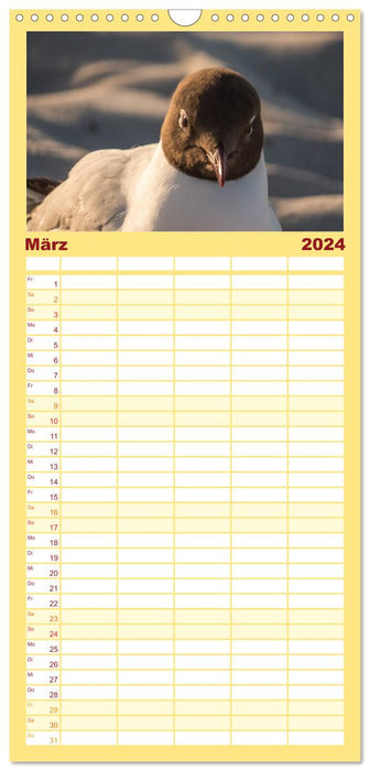 Der Darß Kalender (CALVENDO Familienplaner 2024)