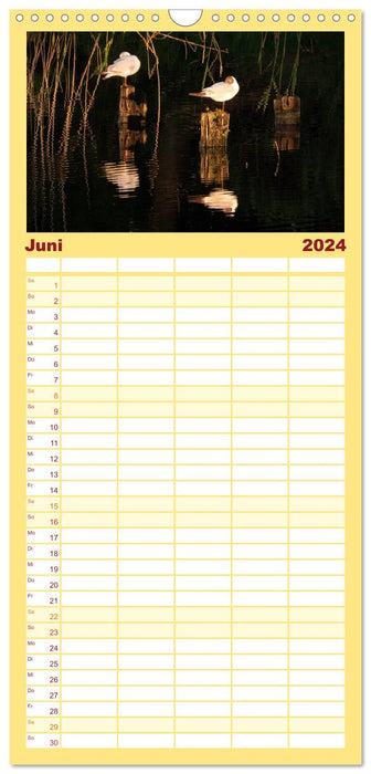 Der Darß Kalender (CALVENDO Familienplaner 2024)
