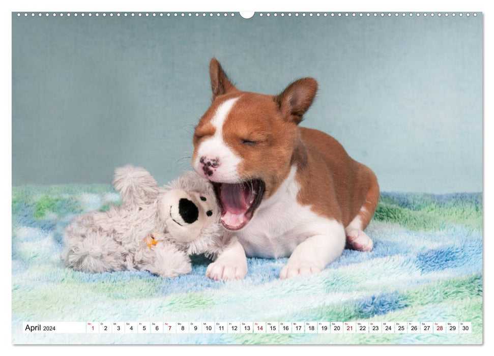 Merveilleuse saison des chiots Basenji (calendrier mural CALVENDO 2024) 