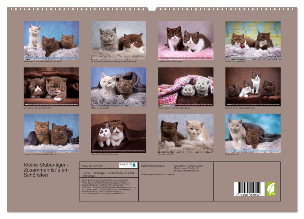 Petits chats domestiques (Calendrier mural CALVENDO Premium 2024) 