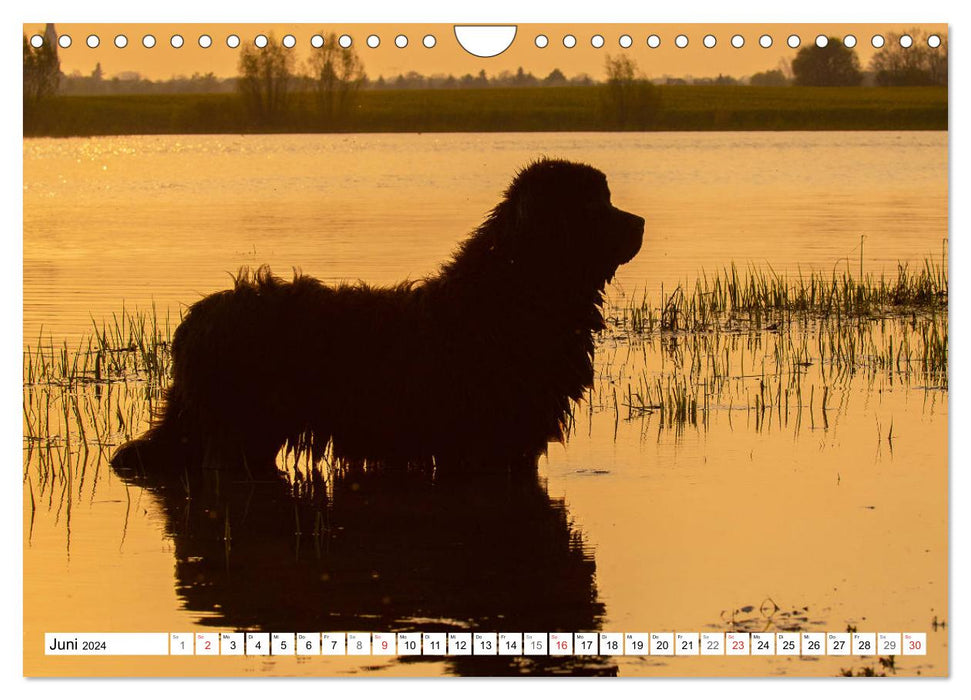 Neufundländer - Ein bärenstarker Freund (CALVENDO Wandkalender 2024)