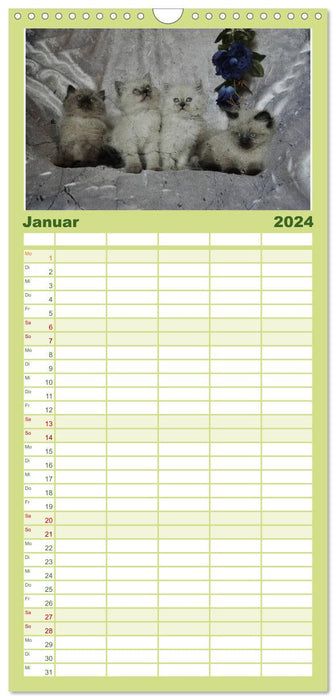 Oma's Katzenkalender 2024 (CALVENDO Familienplaner 2024)
