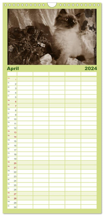 Oma's Katzenkalender 2024 (CALVENDO Familienplaner 2024)