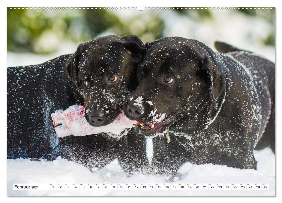 Freund auf 4 Pfoten - Labrador Retriever (CALVENDO Premium Wandkalender 2024)