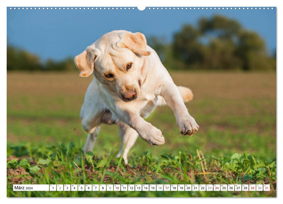 Freund auf 4 Pfoten - Labrador Retriever (CALVENDO Premium Wandkalender 2024)